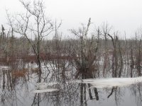 Spring swamp - lots of water