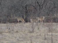 Yeah! The deer are back again this year!