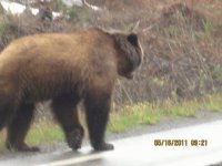 grizzly bear