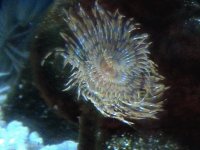 Spirografo