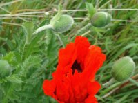amapola