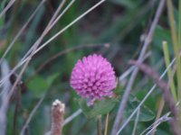 flor del trebol