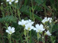 flores del campo