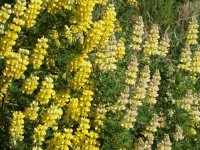 lupinus