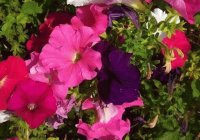 color-flower