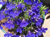 flores lobelias