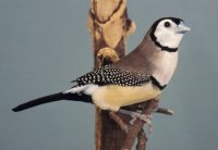Diamante di bichenow