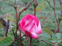rosa