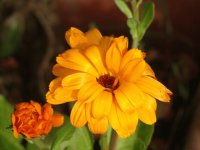 flor