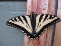 butterfly