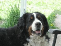 Bernese Mountain Dog named Bear
