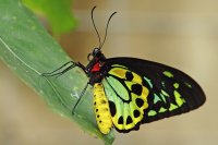 Cairns birdwing