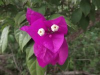 Flores