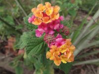 Flores II