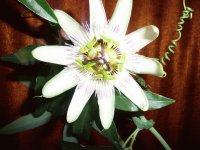 flor