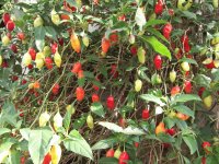 Pimentas