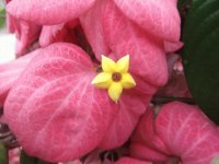 Flor Amarela