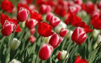 tulipas