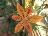 Flor