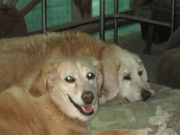 Buster & Brandy