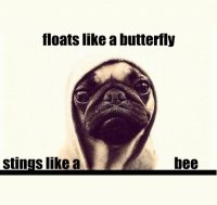 sting like a bee