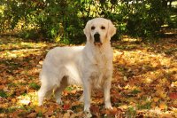 golden retriever