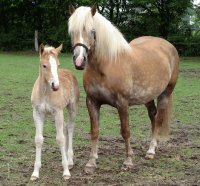 horse