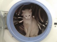 GATO