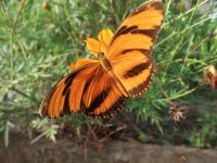 Borboleta
