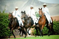 caballos peruanos