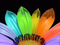 Flor