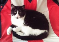 My sisters cat Rachael