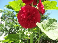 Hollyhock