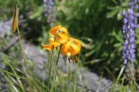 Ladyslipper