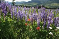 Lupin Field