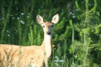 My Friend the Doe