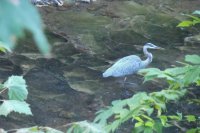 Blue Heron