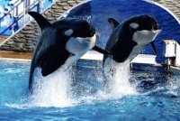 Killer Whales