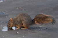 Squirrel