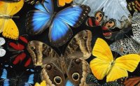 mariposas
