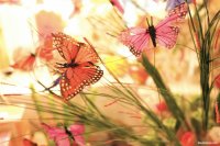 mariposas 2