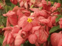 mussaenda