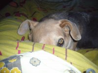 Lola