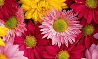 flores 3
