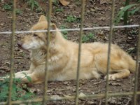 animais