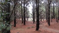 Costa del Este - bosque