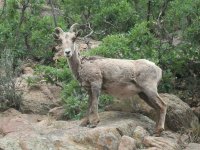 Bighorn Sheep