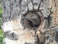 nesting