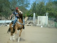 caballo relinchon...
