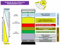 MicrobiologÃ­a Sanitaria